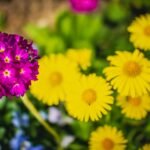 Tendencias em flores